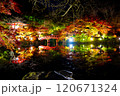 ライトアップされた紅葉と池に映る橋　醍醐寺 120671324