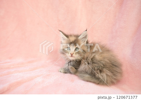 ピンクバックとメインクーンの仔猫 120671377