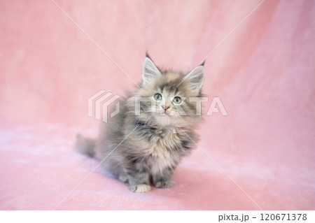 ピンクバックとメインクーンの仔猫 120671378