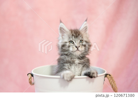ピンクバックと鉢カバーに入ったメインクーンの仔猫 120671380