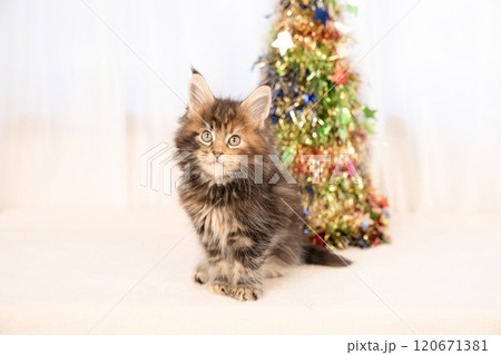 クリスマスツリーと微笑むメインクーンの仔猫 120671381