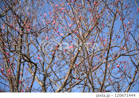 冬桜 120671444