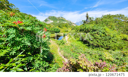 夏の烏帽子岳・南沢岳登山(烏帽子岳~南沢岳:烏帽子田圃) 夏の烏帽子岳・南沢岳登山(烏帽子岳~南沢岳:烏帽子田圃) 120671475