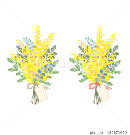 ミモザの花のベクター素材イラスト ミモザの花のベクター素材イラスト 120671680
