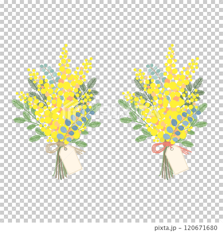 ミモザの花のベクター素材イラスト ミモザの花のベクター素材イラスト 120671680
