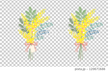 Mimosa flower vector material illustration 120671686