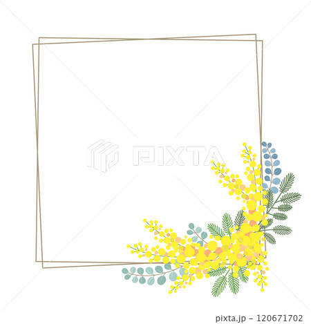 ミモザの花のベクター素材イラスト ミモザの花のベクター素材イラスト 120671702