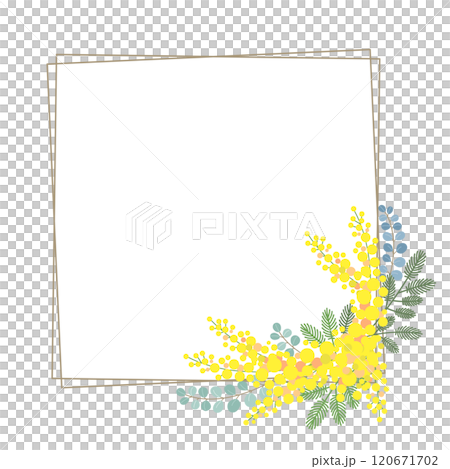 ミモザの花のベクター素材イラスト ミモザの花のベクター素材イラスト 120671702