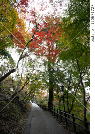 林の間の紅葉 120671727