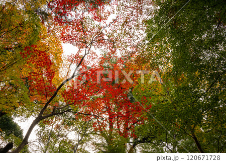 下から見る色とりどりの紅葉 120671728