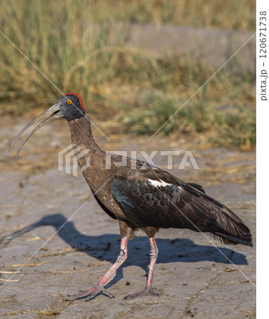 Wild Red naped ibis or Indian black ibis or Pseudibis papillosa bird closeup or portrait with open bill at keoladeo national park bharatpur bird sanctuary sanctuary rajasthan india asia Wild Red naped ibis or Indian black ibis or Pseudibis papillosa bird closeup or portrait with open bill at keoladeo national park bharatpur bird sanctuary sanctuary rajasthan india asia 120671738
