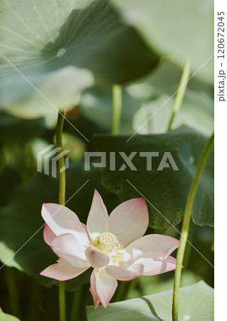 Vertical high angle view closeup of lotus flower growing in pond in botanical garden, copy space Vertical high angle view closeup of lotus flower growing in pond in botanical garden, copy space 120672045