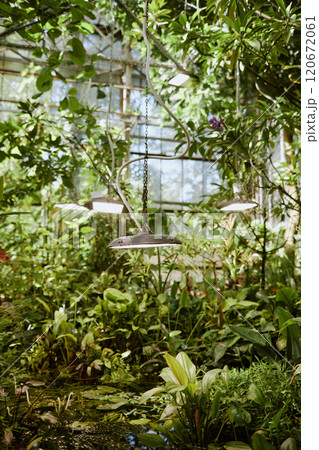Vertical no people shot of part of botanical garden greenhouse interior with lamps hanging from ceiling, copy space 120672061