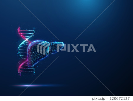 Abstract blue and purple DNA molecule helix and human liver. Genetic biotechnology engineering concept. Low poly futuristic technology digital style Abstract blue and purple DNA molecule helix and human liver. Genetic biotechnology engineering concept. Low poly futuristic technology digital style 120672127