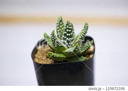 多肉植物 ハオルチア ムスカワン 多肉植物 ハオルチア ムスカワン 120672206