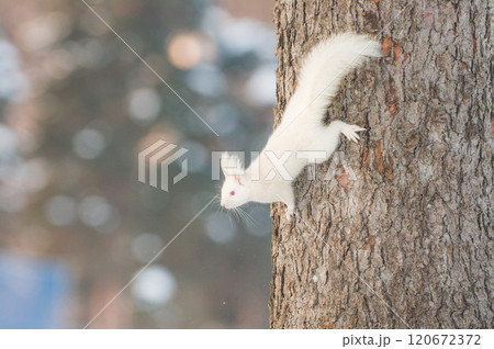 北海道のエゾリスのなかでも珍しいアルビノ 120672372