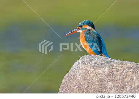 岩の上にとまるカワセミ雌 120672440