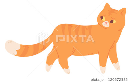 Interested cat looking back. Funny ginger kitten 120672583