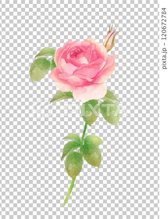 A single pink rose watercolor painting on a white background 120672784
