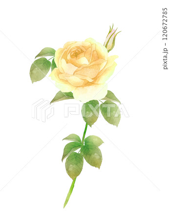 一輪の黄色の薔薇の水彩画 白背景 一輪の黄色の薔薇の水彩画 白背景 120672785