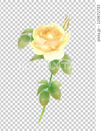 一輪の黄色の薔薇の水彩画 白背景 一輪の黄色の薔薇の水彩画 白背景 120672785