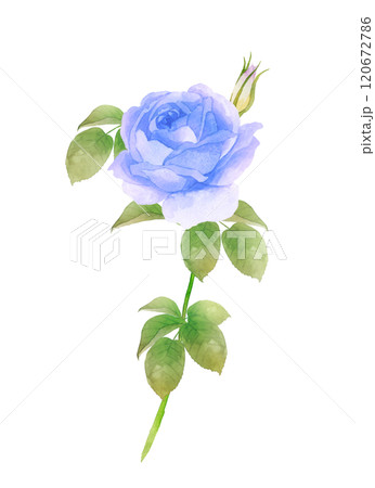 一輪の青い薔薇の水彩画　白背景 120672786