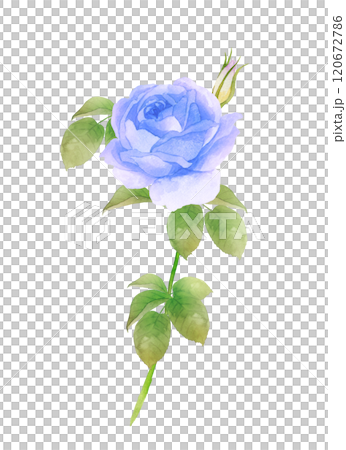 一輪の青い薔薇の水彩画　白背景 120672786