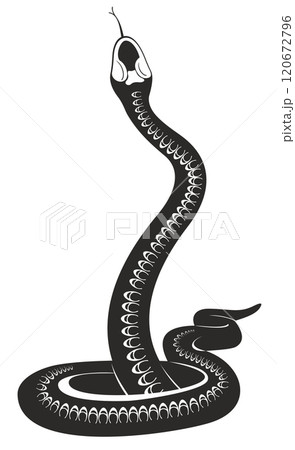Original decorative snake illustration. Original black and white snake illustration Original decorative snake illustration. Original black and white snake illustration 120672796