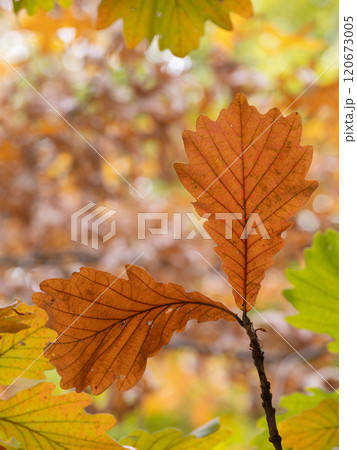オレンジ色に染まるカシワの葉 120673005