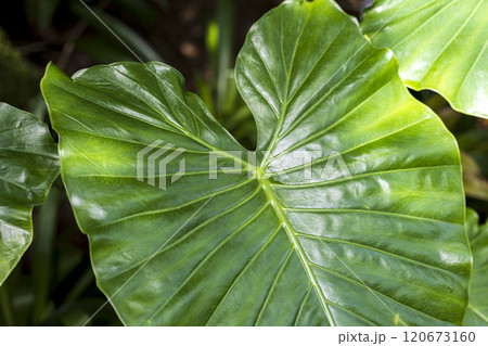 迷彩柄の斑入りクワズイモ　オドラ　バリエガータ 120673160