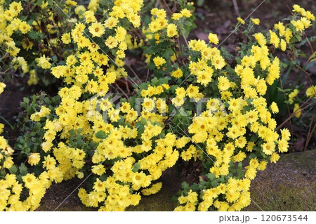 秋の庭に咲く黄色いポットマム(洋菊)の花 秋の庭に咲く黄色いポットマム(洋菊)の花 120673544