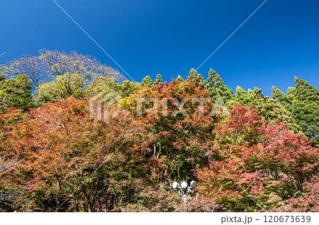 晩秋の鞍馬の山林風景 色づく木々 京都市 晩秋の鞍馬の山林風景 色づく木々 京都市 120673639
