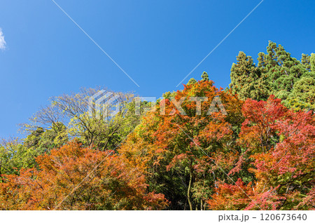 晩秋の鞍馬の山林風景 色づく木々 京都市 晩秋の鞍馬の山林風景 色づく木々 京都市 120673640