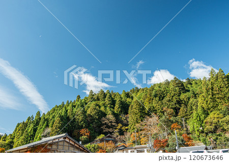 鞍馬の針葉樹林 京都市 鞍馬の針葉樹林 京都市 120673646