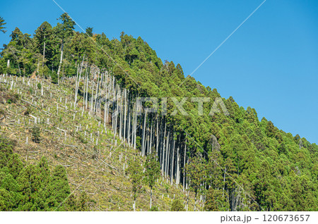 鞍馬の針葉樹林　京都市 120673657