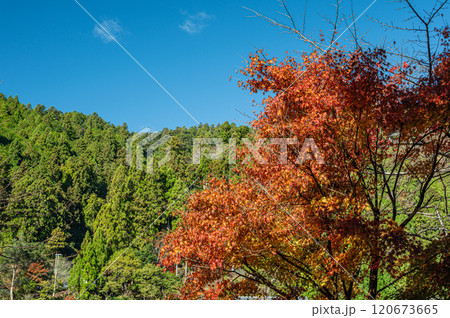 晩秋の鞍馬の山林と紅葉した木々 京都市 晩秋の鞍馬の山林と紅葉した木々 京都市 120673665