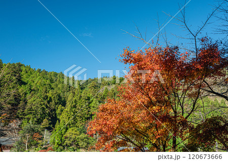 晩秋の鞍馬の山林と紅葉した木々 京都市 晩秋の鞍馬の山林と紅葉した木々 京都市 120673666