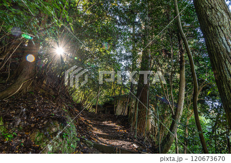 光射森の中のハイキングコース　京都市鞍馬 120673670