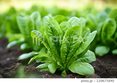 Bountiful and vibrant fresh sprouts harvest growing on thriving and sustainable plantation Bountiful and vibrant fresh sprouts harvest growing on thriving and sustainable plantation 120673840