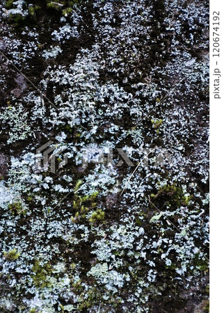 苔の生えた岩の表面 苔の生えた岩の表面 120674192