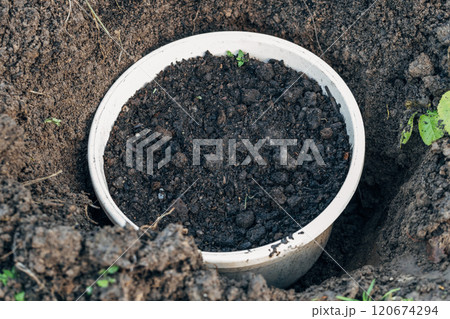 Winter digging of plants into pots in the ground Winter digging of plants into pots in the ground 120674294