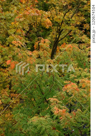 Autumn bush mountain ash tree in park in sun. Natural autumn background. 120674584