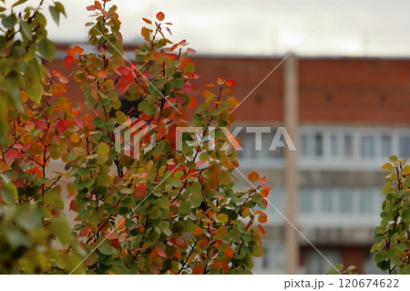 Autumn poplar tree on background of a multi-storey building. Natural autumn background Autumn poplar tree on background of a multi-storey building. Natural autumn background 120674622