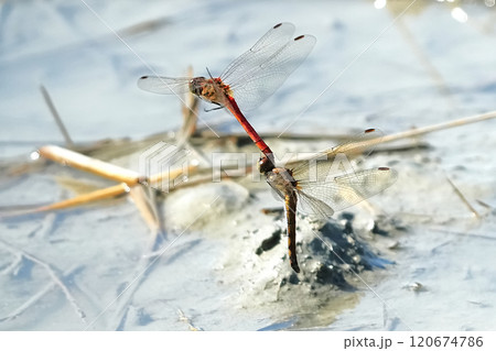 水面に産卵するトンボ 120674786
