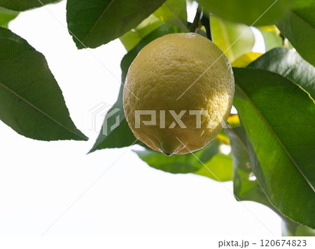 枝の黄色いレモン 枝の黄色いレモン 120674823