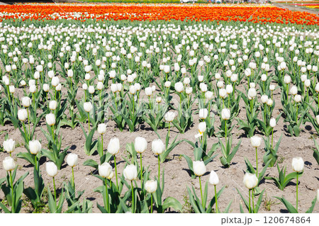 カラフルなチューリップ畑 120674864