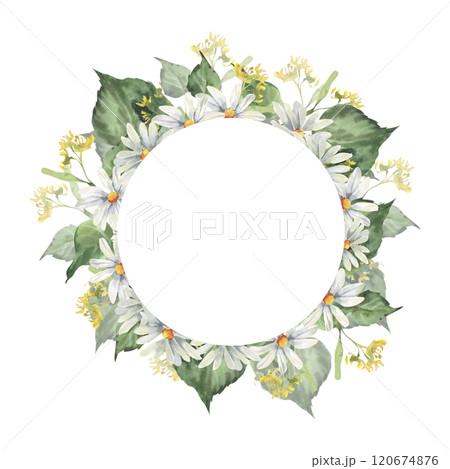 Floral summer wreath with white chamomile flowers and green linden branches watercolor illustration.Hand drawn frame forest tree leaves, field daisy for cosmetics packing,medicine label, logo design Floral summer wreath with white chamomile flowers and green linden branches watercolor illustration.Hand drawn frame forest tree leaves, field daisy for cosmetics packing,medicine label, logo design 120674876