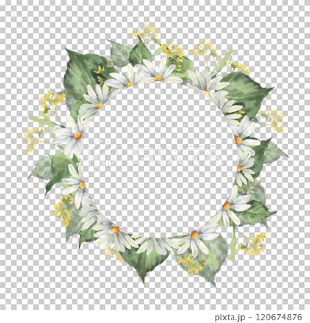 Floral summer wreath with white chamomile flowers and green linden branches watercolor illustration.Hand drawn frame forest tree leaves, field daisy for cosmetics packing,medicine label, logo design Floral summer wreath with white chamomile flowers and green linden branches watercolor illustration.Hand drawn frame forest tree leaves, field daisy for cosmetics packing,medicine label, logo design 120674876