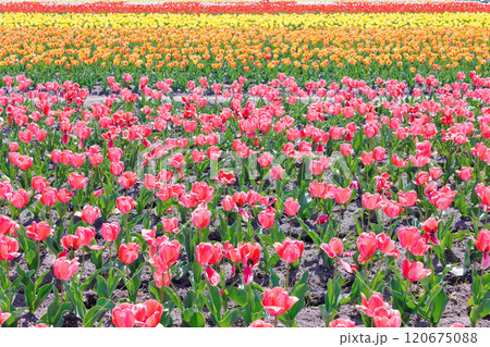 カラフルなチューリップ畑 120675088