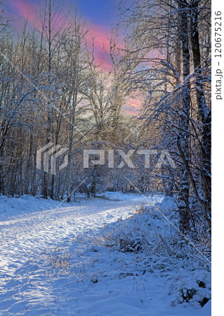 Snow-covered forest path with vibrant sky, creating a dramatic and serene winter landscape 120675216